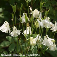 Aquilegia Vul. Nivea Perennial Plant 9cm Pot - Set of 3