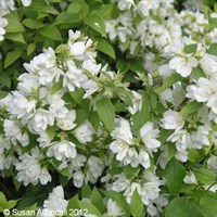 Philadelphus 'Manteau d'Hermine' - 4L Pot