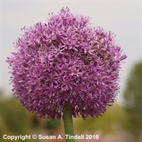 Allium Gladiator Perennial Plant 2L Pot - Set of 3