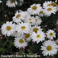 Leucanthemum X Superbum Thomas Killen Perennial Plant 9cm Pot - Set of 3
