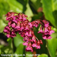 Bergenia Rotblum Perennial Plant 9cm Pot - Set of 3