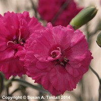 Dianthus Devon Wizard 9cm Pot - Set of 3
