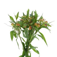 Alstromeria (x 5 Individual Stems) - Orange