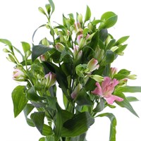 Alstromeria (x 5 Individual Stems) - Pink