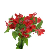 Alstromeria (x 5 Individual Stems) - Red