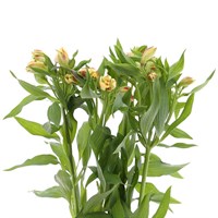 Alstromeria (x 8 stems) - Yellow
