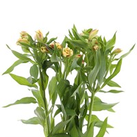 Alstromeria (x 5 Individual Stems) - Yellow