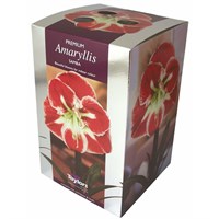 Taylors Bulbs Amaryllis Samba - Single (AP75G)
