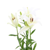 Asiatic Lily (x 4 Individual Stems) - White