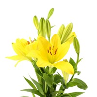 Asiatic Lily (x 4 Individual Stems) - Yellow