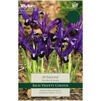 Taylors Bulbs Iris Dwarf Pauline - Pack of 12 (AX791)