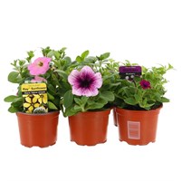 A Lucky Dip Selection! Petunia Mixed - 6 x 10.5cm Pot Bedding