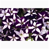 Petunia F1 Frenzy Blue Star 12 Pack Boxed Bedding
