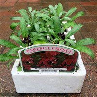 Wallflower Aida Carmine 6 Pack Boxed Bedding