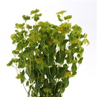 Bupleurum (x 10 individual stems)