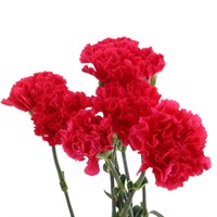 Carnation (x 8 Individual Stems) - Cerise