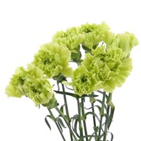 Carnation (x 8 Individual Stems) - Green