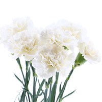 Carnation (x 8 Individual Stems) - White