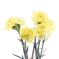 Carnation (x 8 Individual Stems) - Yellow