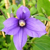 Clematis Arabella 3L Climber Plant