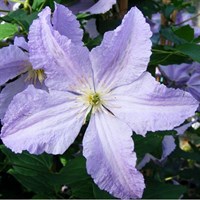 Clematis Blue Angel 3 Litre Climber Plant