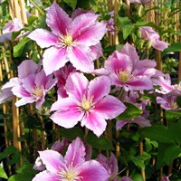 Clematis Piilu Climber Plant 3L