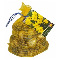 Taylors Bulbs Narcissi Golden Trumpets - 5kg (D5GT100)