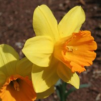 Taylors Bulbs Narcissi Fortune - 7kg (DFO50)