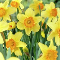 Taylors Bulbs Narcissi Juanita - 7kg (DJU50)