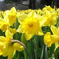 Taylors Bulbs Narcissi King Alfred Select - 7kg (DKA50)