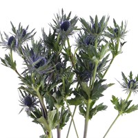 Eryngium (x 3 Individual Stems) - Blue