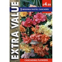 Taylors Bulbs Begonia Pastel Cascades (4 Pack) (ESV502)