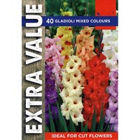Taylors Bulbs Gladioli Mixed Colours (25 Pack) (ESV503)