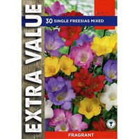 Taylors Bulbs Single Freesias Mixed (25 Pack) (ESV509)