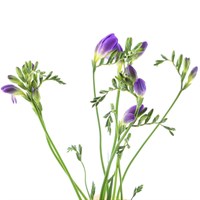 Freesia (x 5 Individual Stems) - Purple
