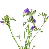 Freesia (x 7 Individual Stems) - Purple