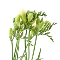 Freesia (x 7 Individual Stems) - White