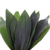 Aspidistra Greenery (x 10 Individual Stems)