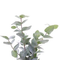 Fresh Eucalyptus Cinerea (1 Bunch)