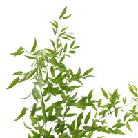 Soft Ruscus Greenery (100G)