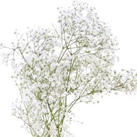 Gypsophilia Large Bloom (x 5 Individual Stems)