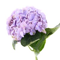 Hydrangea (x 1 Individual Stems) - Lilac