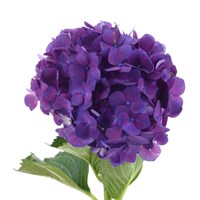 Hydrangea (x 1 Individual Stems) - Purple