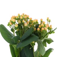 Hypericum Berries (x 5 Individual Stems) - Pale Peach