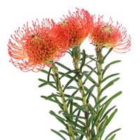 Leucospermum (x 3 Individual Stems) - Orange