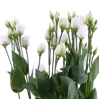 Lisianthus (x 3 Individual Stems) - White