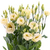 Lisianthus (x 3 Individual Stems) - Yellow