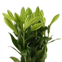 Longi Lily (x 10 Individual Stems) - White