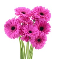 Gerbera Black Eye - Mini (x 8 Individual Stems) - Pink