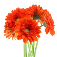 Gerbera - Mini (x 8 Individual Stems) - Orange